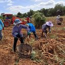4 สมาคมสำรวจสถานการณ์มันสำปะหลัง พบผลผลิตลดลงจากปัจจัยโรคและสภาพอากาศ