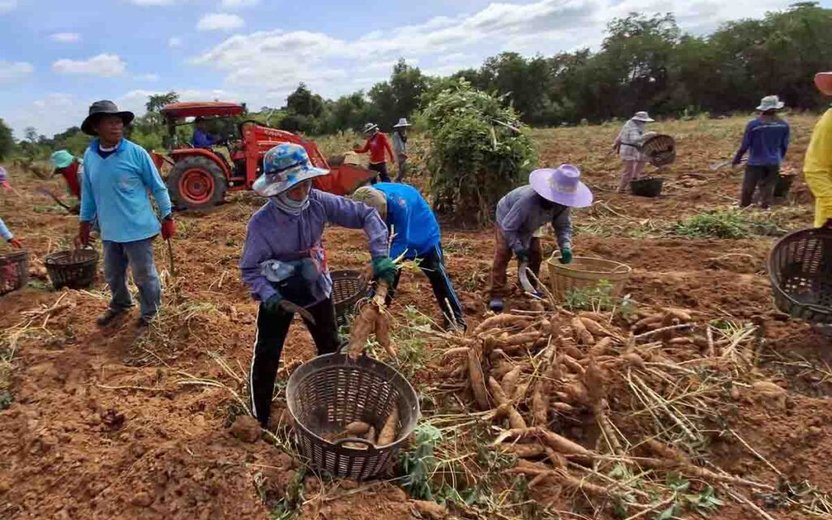4 สมาคมสำรวจสถานการณ์มันสำปะหลัง พบผลผลิตลดลงจากปัจจัยโรคและสภาพอากาศ