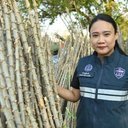 พาณิชย์เดินหน้าหนุนเกษตรกร เร่งกระจายท่อนพันธุ์มันสำปะหลังคุณภาพ 5 ล้านลำ รับฤดูกาลผลิตใหม่ ลดเสี่ยงโรคใบด่าง เพิ่มผลผลิตอย่างยั่งยืน