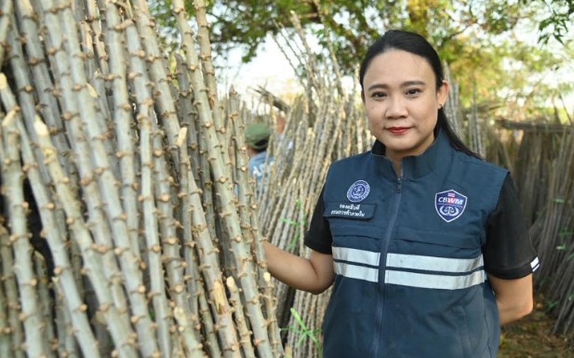 พาณิชย์เดินหน้าหนุนเกษตรกร เร่งกระจายท่อนพันธุ์มันสำปะหลังคุณภาพ 5 ล้านลำ รับฤดูกาลผลิตใหม่ ลดเสี่ยงโรคใบด่าง เพิ่มผลผลิตอย่างยั่งยืน
