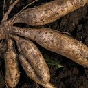 ตลาดโลกปี 2569 ผันผวนหนัก ดัน “มันสำปะหลังไทย” ขึ้นแท่นสินค้าเกษตรความหวังใหม่