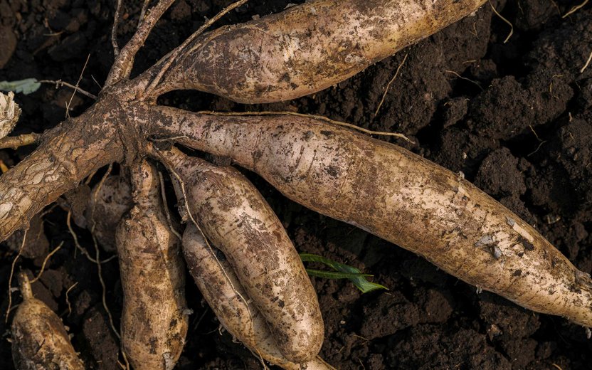 ตลาดโลกปี 2569 ผันผวนหนัก ดัน “มันสำปะหลังไทย” ขึ้นแท่นสินค้าเกษตรความหวังใหม่