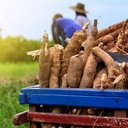 พาณิชย์ทุ่มงบ 1.28 พันล้าน ขับเคลื่อน 4 มาตรการพยุงราคามันสำปะหลัง ดูแลตั้งแต่ต้นน้ำถึงปลายน้ำ หนุนพันธุ์ดี–คุมโรคใบด่าง–ขยายตลาดเพิ่มรายได้เกษตรกร