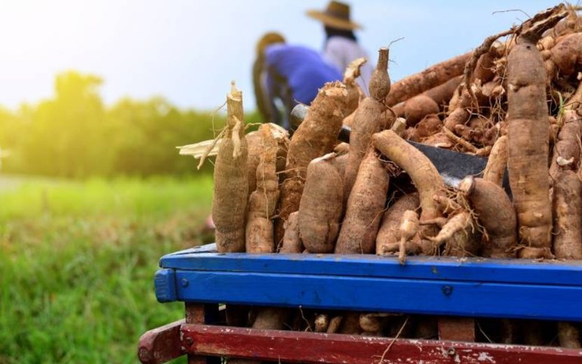 พาณิชย์ทุ่มงบ 1.28 พันล้าน ขับเคลื่อน 4 มาตรการพยุงราคามันสำปะหลัง ดูแลตั้งแต่ต้นน้ำถึงปลายน้ำ หนุนพันธุ์ดี–คุมโรคใบด่าง–ขยายตลาดเพิ่มรายได้เกษตรกร