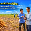 วิกฤตราคามันสำปะหลังไทย: ทำไมราคาตกต่ำต่อเนื่อง เกษตรกรขาดทุนหนัก และทางรอดคืออะไร