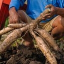 มันสำปะหลังไทยยืนหนึ่ง! ตลาดจีน–ตะวันออกกลางหนุน ส่งออกปี 2569 แนวโน้มยังดี