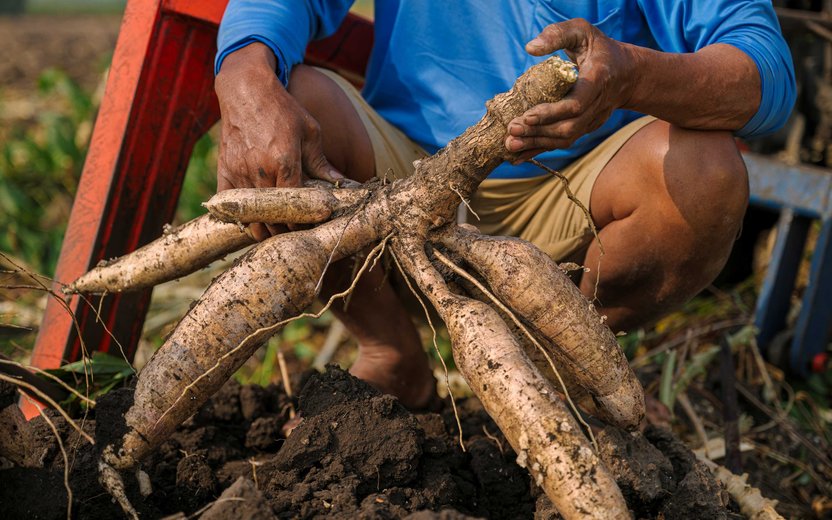 มันสำปะหลังไทยยืนหนึ่ง! ตลาดจีน–ตะวันออกกลางหนุน ส่งออกปี 2569 แนวโน้มยังดี